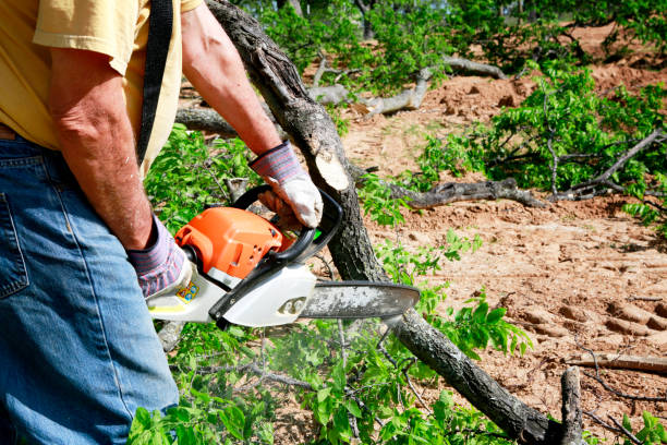 Best Tree Removal Cost  in USA